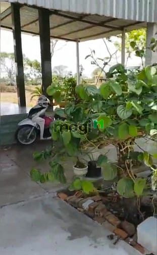 Hình ảnh Đất thổ cư Hàm Thuận Nam giá 1tr/m2, có nhà sẵn, giáp sông Cà Ty