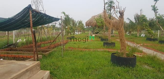 Hình ảnh Bán đất có sẵn vườn, SHR, đường oto, giá 1tr/m2
