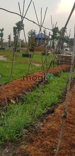Hình ảnh Bán đất có sẵn vườn, SHR, đường oto, giá 1tr/m2