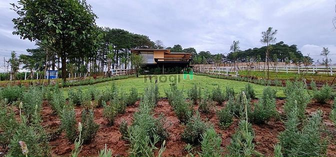 Hình ảnh Bán Đất Nghỉ Dưỡng View Sông Đại Nga , Tp Bảo Lộc