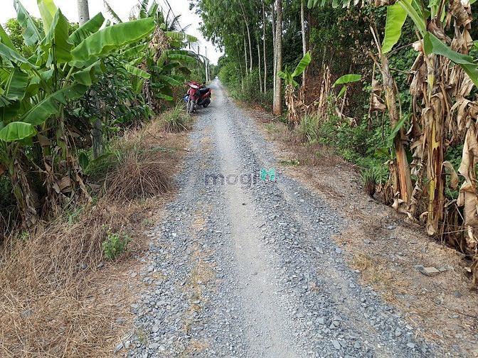 Hình ảnh Đất thổ vườn 1000m2 có 300m2 thổ, xe hơi tới đất