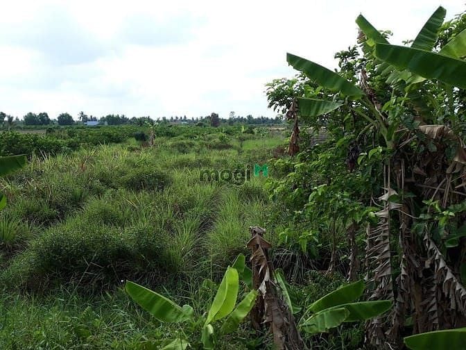 Hình ảnh Đất thổ vườn 1000m2 có 300m2 thổ, xe hơi tới đất