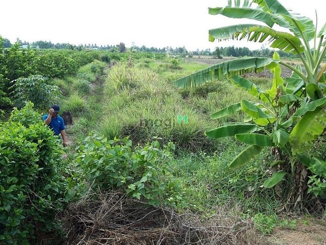 Hình ảnh Đất thổ vườn 1000m2 có 300m2 thổ, xe hơi tới đất