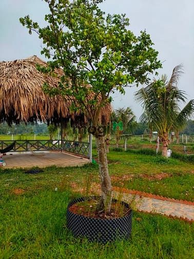 Hình ảnh Bán đất có sẵn vườn, SHR, đường oto, giá 1tr/m2