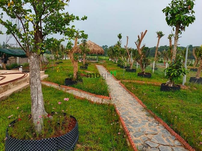 Hình ảnh Bán đất có sẵn vườn, SHR, đường oto, giá 1tr/m2