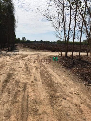 Hình ảnh Đất 10 mẫu rưỡi. Tân thắng. Sát becamex. Giá 32 tỷ.