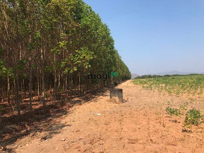 Hình ảnh Bán 8.7 hecta đất Tân Phúc, Hàm Tân rẻ nhất