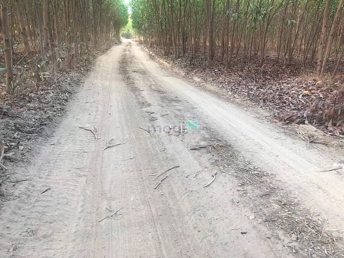 Hình ảnh Đất cách quốc lộ 55 chỉ 300 m giá 4 tỷ 5 ( 2 mẫu )
