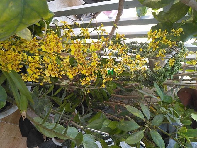 Hình ảnh Đất đẹp, diện tích lớn 100m2, đường nhựa lớn 10m, giá chỉ 4,6 tỷ đồng