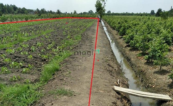 Hình ảnh 2000m2 Thổ vườn có 400m2 Thổ, xe 7 chỗ tới đất, giáp Bình Chánh