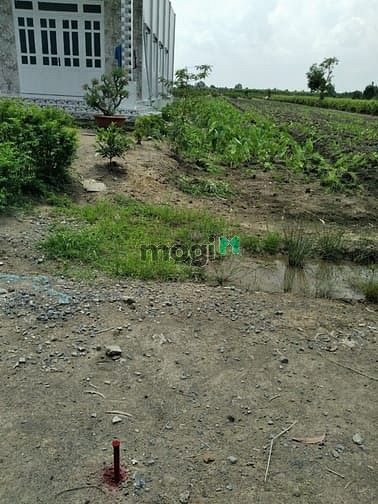Hình ảnh 2000m2 Thổ vườn có 400m2 Thổ, xe 7 chỗ tới đất, giáp Bình Chánh