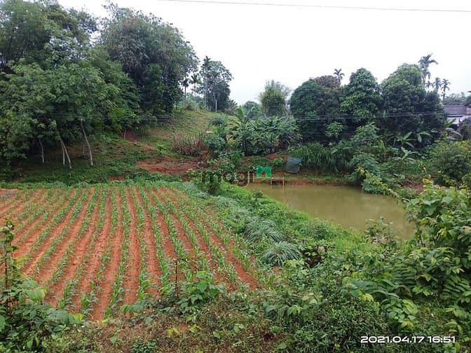 Hình ảnh Bán 1368m2 đất full thổ cư Kim Bôi, Hòa Bình giá siêu rẻ.