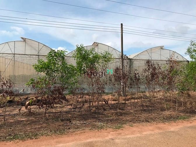 Hình ảnh Đất đối diện KCN Thắng Hải . 2 mẫu tư giá 5 tỷ 700 tr