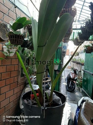 Hình ảnh Cần bán nhà hẻm đường Đỗ Đức Dục, Tân Phú, HCM
