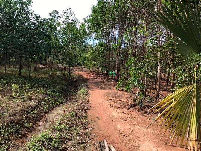 Hình ảnh Đất 1 mẫu rưỡi giá 1 tỷ700 tr. Hàm tân , Bình Thuận.