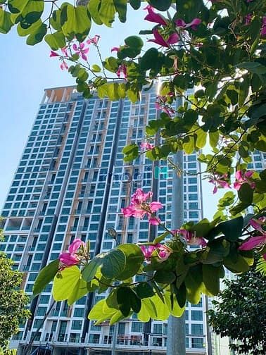 Hình ảnh cho thuê Trang Chủ MB66.COM / Đăng Ký Tặng 66K sang trọng FELIZ EN VISTA