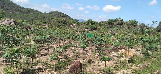 Hình ảnh Bán 3 hecta đất Tân Đức, Hàm Tân giá rẻ cách KCN 4km