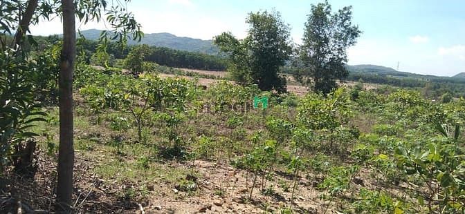 Hình ảnh Bán 3 hecta đất Tân Đức, Hàm Tân giá rẻ cách KCN 4km