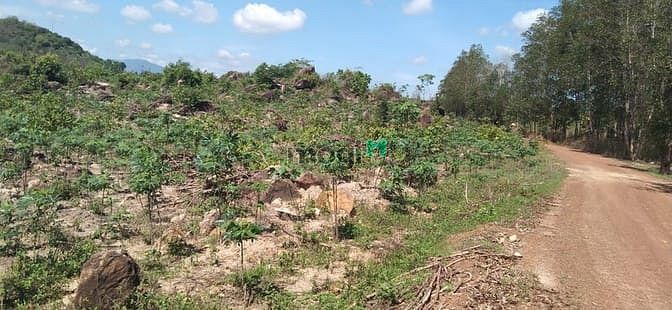 Hình ảnh Bán 3 hecta đất Tân Đức, Hàm Tân giá rẻ cách KCN 4km