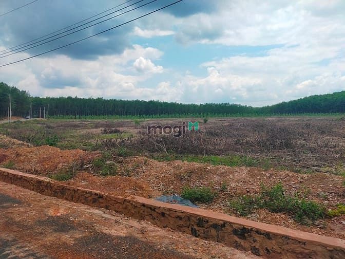 Hình ảnh Cần bán lô 7 sào Đồng Phú Bình Phước mặt tiền 32m.