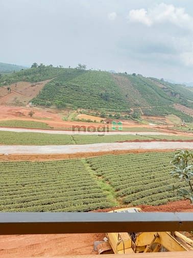 Hình ảnh Đất nghỉ dưỡng Lâm Đồng - view đồi chè