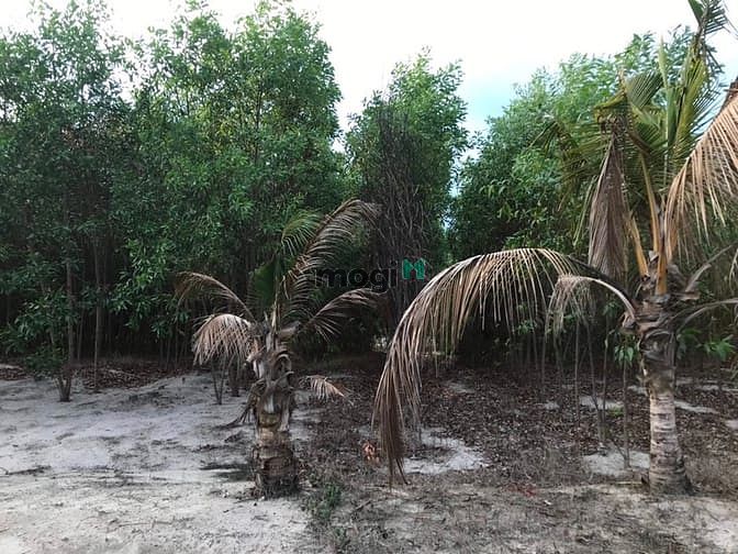 Hình ảnh Đât biển 6 mẫu. Mặt tiền 300 m. Bình thuận giá 19 tỷ .