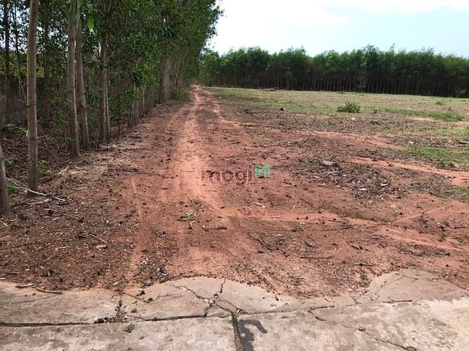 Hình ảnh 5 mẫu đất Suối Bang Thắng Hải giá 9 tỷ 200 tr