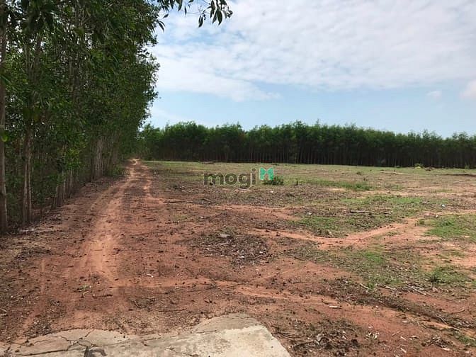 Hình ảnh 5 mẫu đất Suối Bang Thắng Hải giá 9 tỷ 200 tr