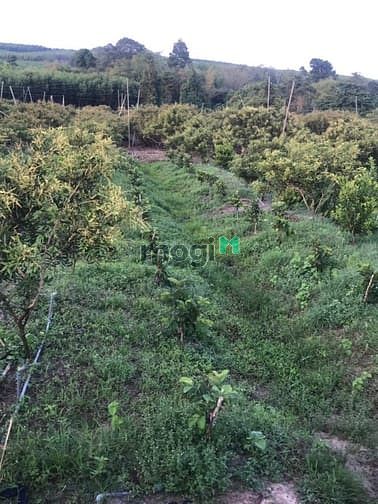 Hình ảnh Đất giáp Bà Rịa. Có suối 2 mẫu tư . Giá 15 tỷ, bình thuận