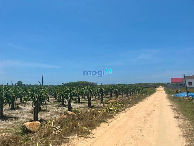 Hình ảnh Bán đất hẻm Nguyễn Thông, thị xã LaGi cách biển 1.5km có thổ cư