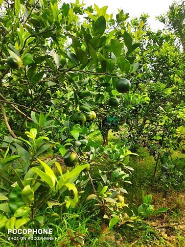 Hình ảnh Bán đất vườn có nhà cấp 4, 3 gian có vườn quýt
