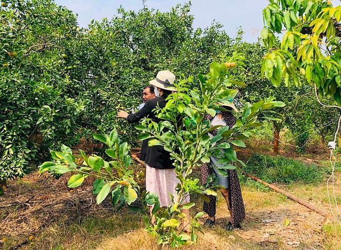 Hình ảnh Bán đất vườn có nhà cấp 4, 3 gian có vườn quýt