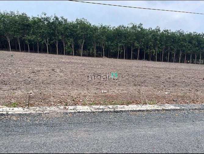 Hình ảnh Đất sào Bình Phước sổ sẵn muốn bán