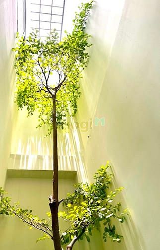 Hình ảnh Bán nhà HXH Thông phường 16- Gò Vấp