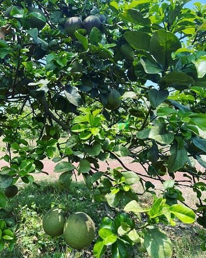 Hình ảnh Đất vườn bưởi da xanh Định Quán