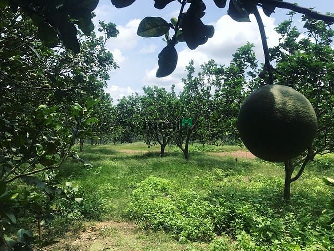 Hình ảnh Đất vườn bưởi da xanh Định Quán