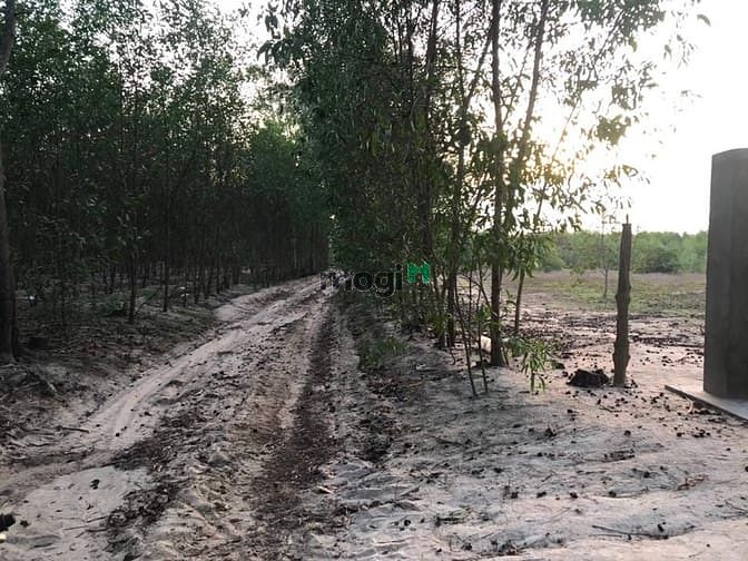 Hình ảnh 4 mẫu đất thôn 2 , Sơn Mỹ . bình thuận. Giá 8 tỷ 200