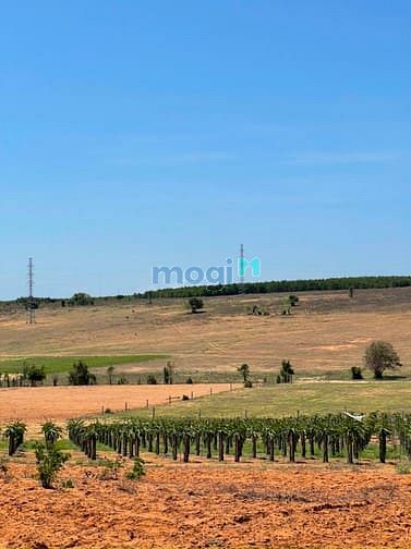 Hình ảnh Bán 10,900m2 đất xã Hòa Thắng cách DT716 400m, sổ đỏ riêng