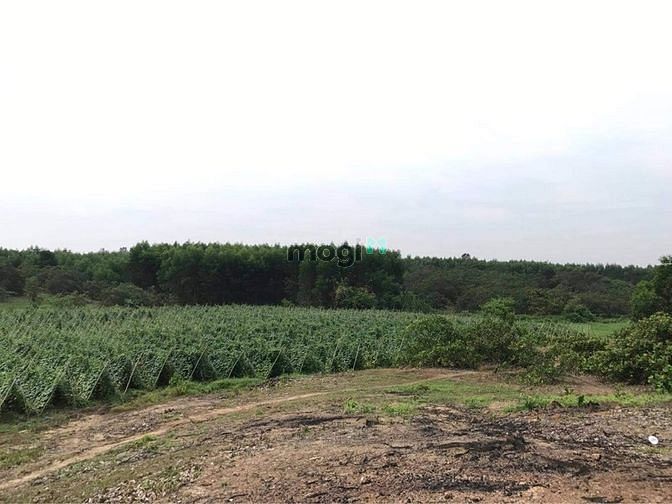 Hình ảnh Cần cho thuê đất 5000 m2 đất tại xã Bàu Cạn, huyện Long Thành