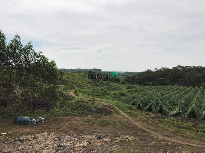 Hình ảnh Cần cho thuê đất 5000 m2 đất tại xã Bàu Cạn, huyện Long Thành