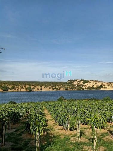 Hình ảnh Bán 215m thổ View bàu trắng, giá tốt cho khách thiện chí