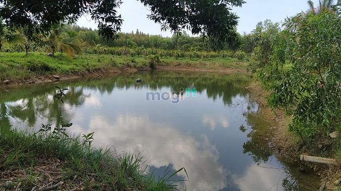 Hình ảnh Bán 4.8 ha đất Tân Xuân, Hàm Tân sinh lời nhanh