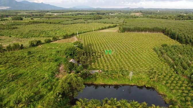 Hình ảnh Bán 4.8 ha đất Tân Xuân, Hàm Tân sinh lời nhanh
