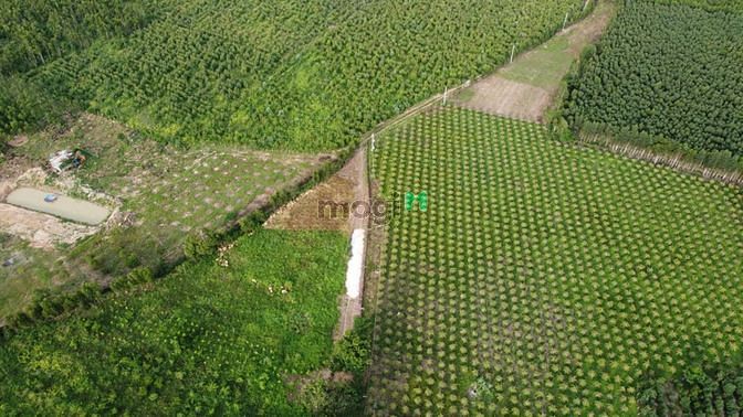 Hình ảnh Bán 4.8 ha đất Tân Xuân, Hàm Tân sinh lời nhanh