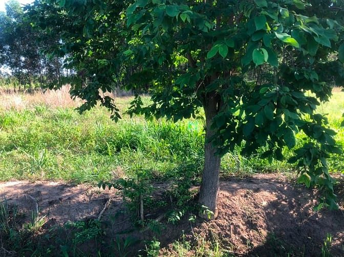 Hình ảnh BÁN 192m2 đất ONT, đường lớn,SHR công chứng ngay.Phước Bình-Long Thành