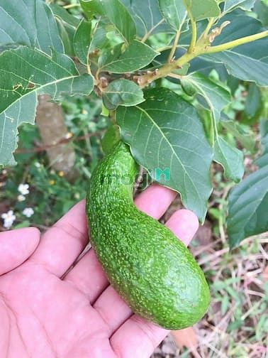Hình ảnh Đất nền nghỉ dưỡng Lộc Quảng, Bảo Lâm