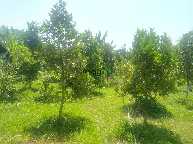 Hình ảnh Cần bán gắp đất rộng 784m2 thổ + 2 căn nhà