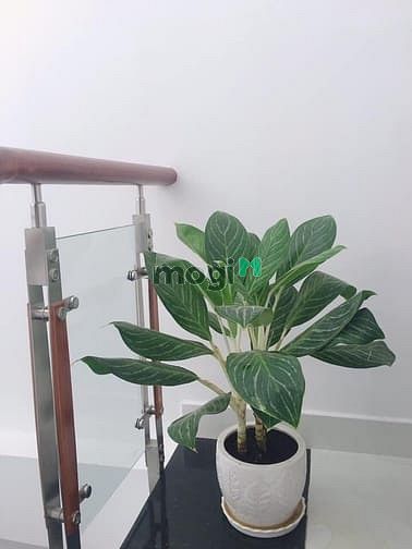 Hình ảnh Nhà Đẹp, Gần HXH, Phan Văn Trị - Bình Thạnh, 53M. Chỉ 7 Tỷ