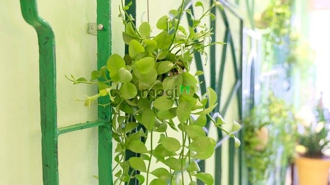 Hình ảnh Đang cần cho thuê chung cư thực tế Tara Residence