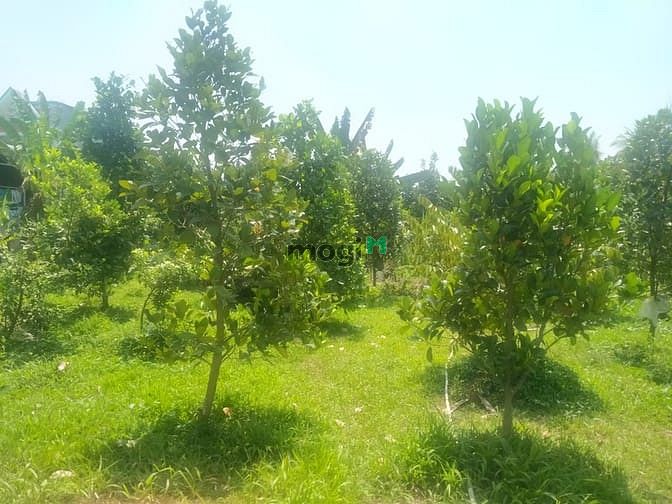 Hình ảnh Bán đất rẻ diện tích rộng có thổ cư tặng 2 căn nhà